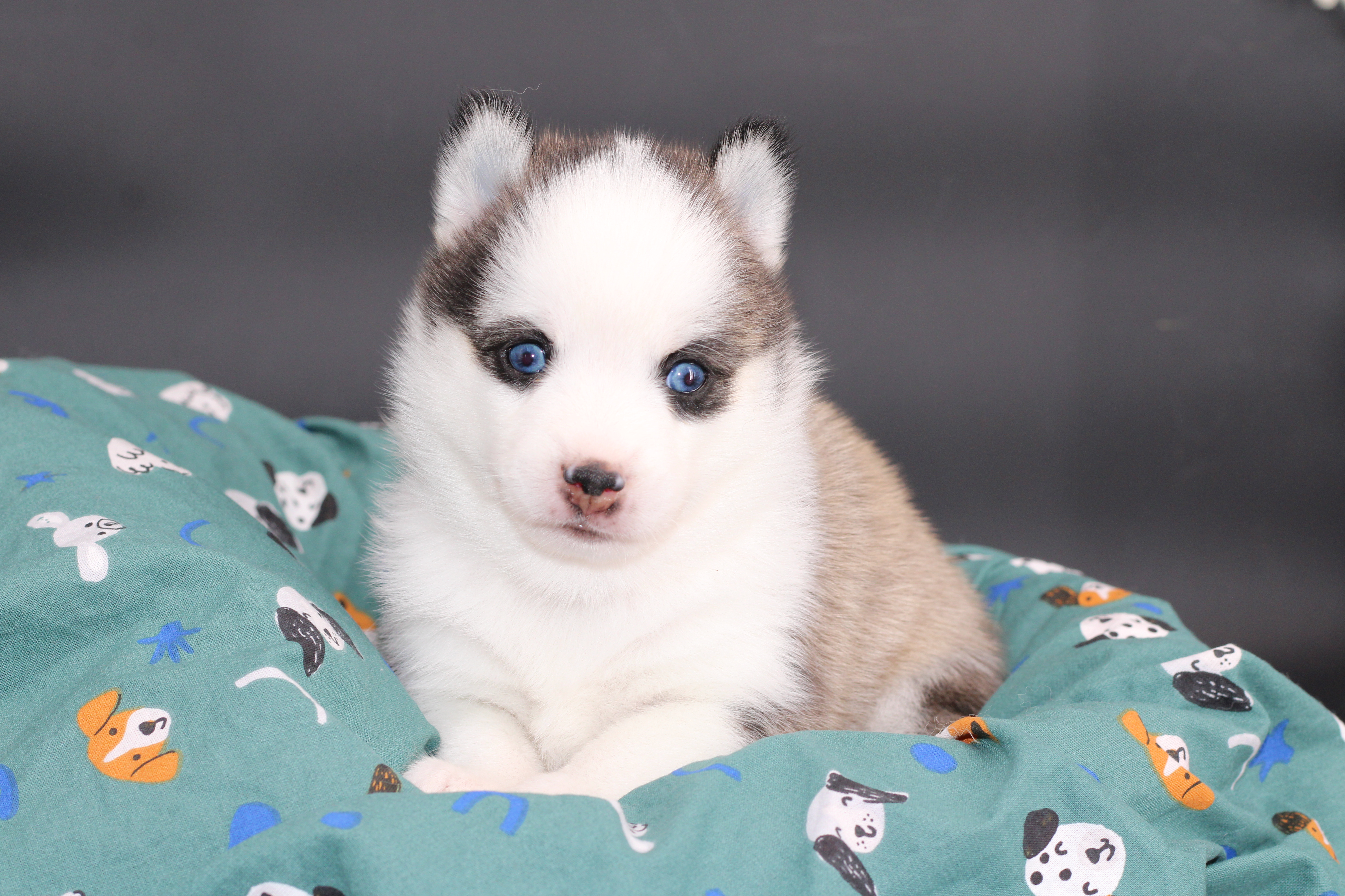 LUMA, chiot Pomsky Royal POMSKY - photo 2