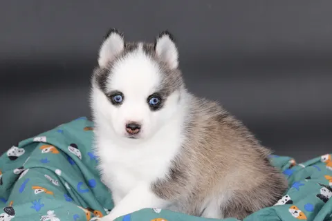 LUMA, chiot Pomsky Royal POMSKY - photo 3