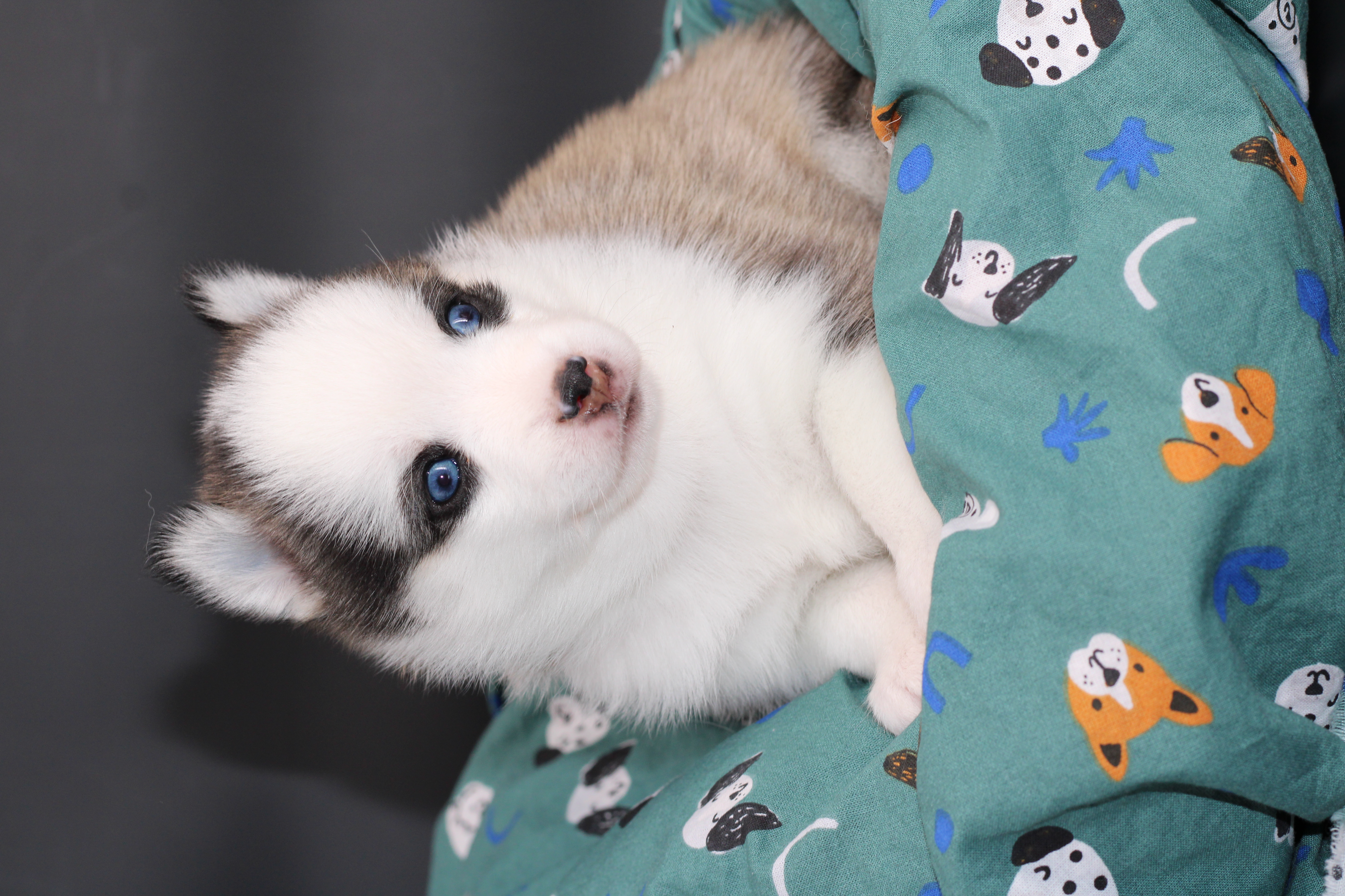 LUMA, chiot Pomsky Royal POMSKY - photo 3