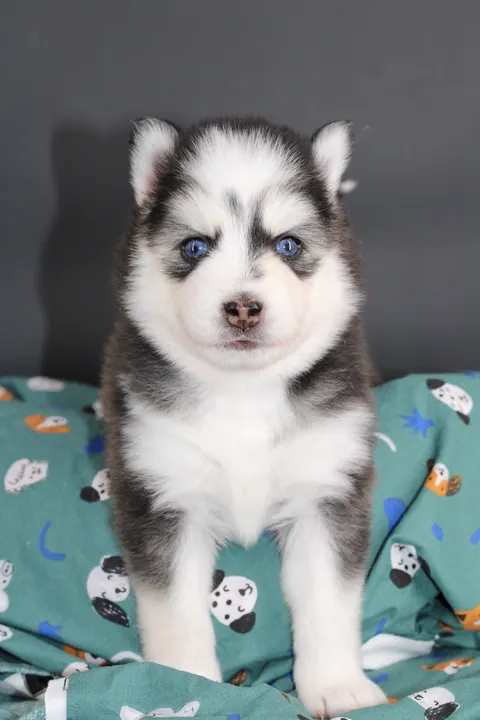LUNA, chiot Pomsky Royal POMSKY - photo 1