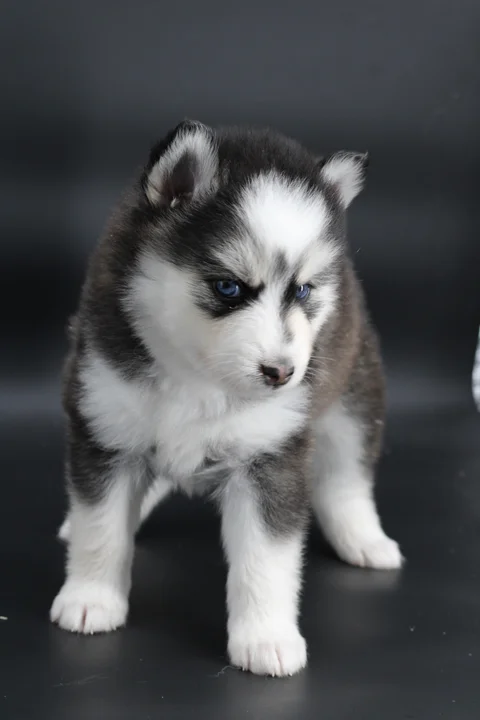 LUNA, chiot Pomsky Royal POMSKY - photo 1