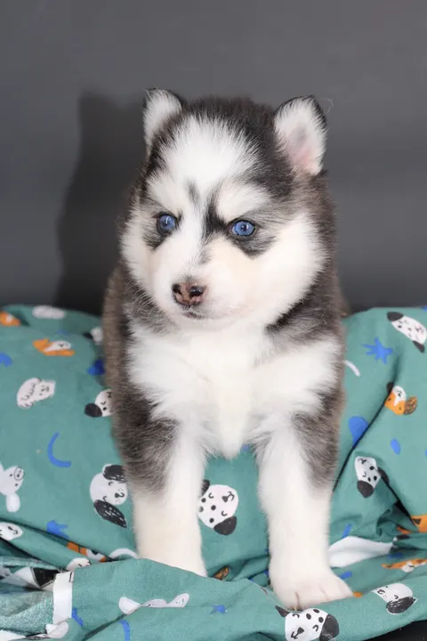 LUNA, chiot Pomsky Royal POMSKY - photo 4