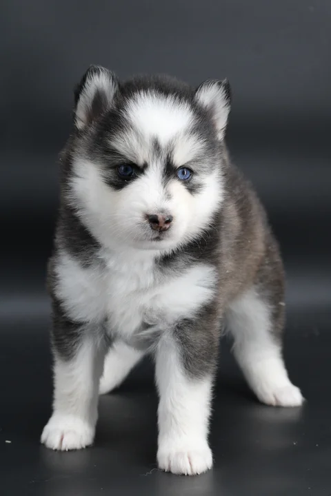 LUNA, chiot Pomsky Royal POMSKY - photo 2