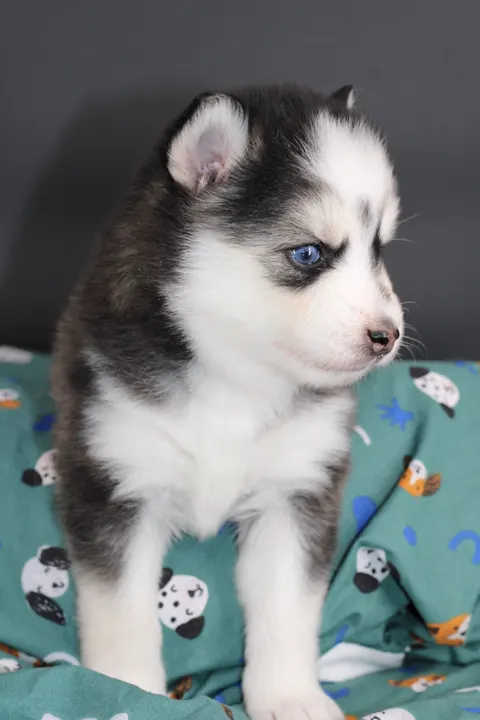 LUNA, chiot Pomsky Royal POMSKY - photo 5