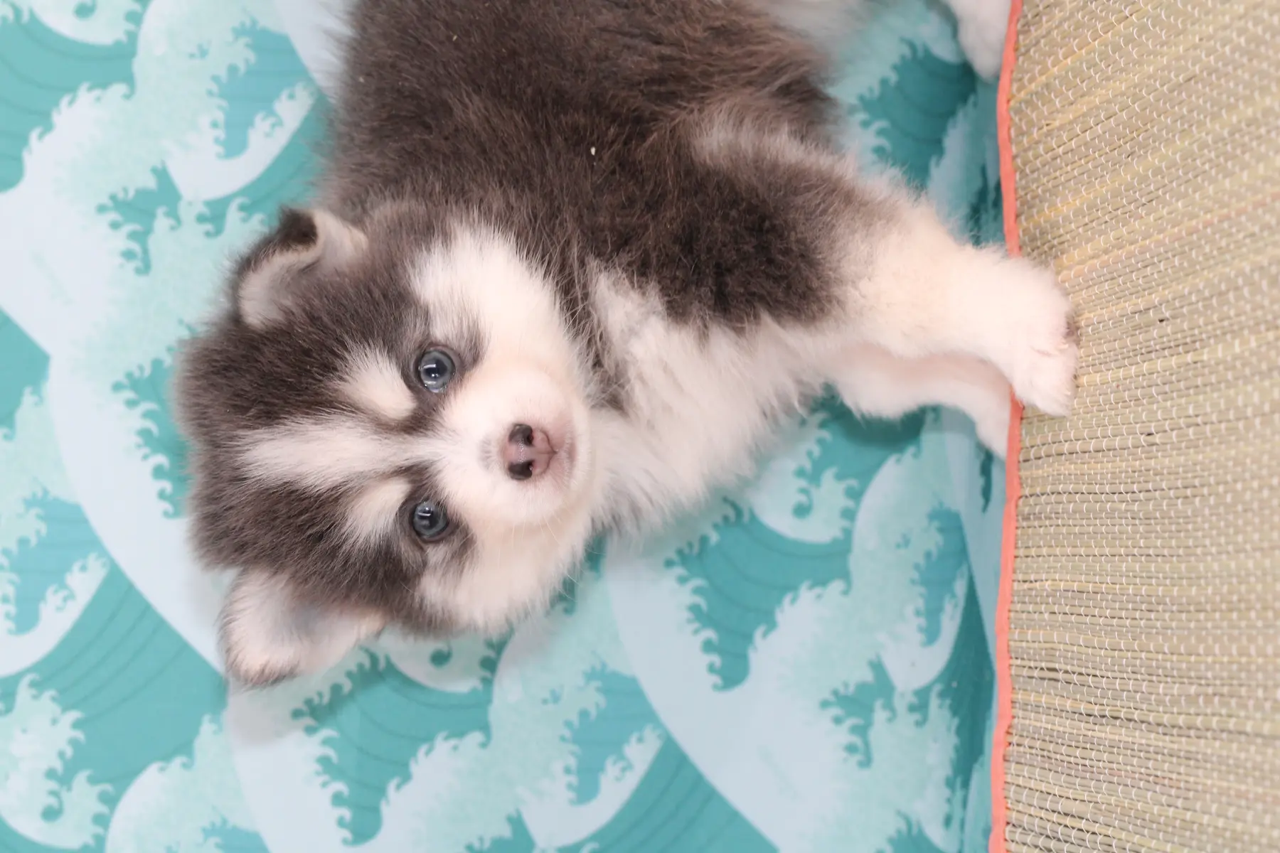 SKY BLUE, chiot Pomsky Royal POMSKY - photo 1