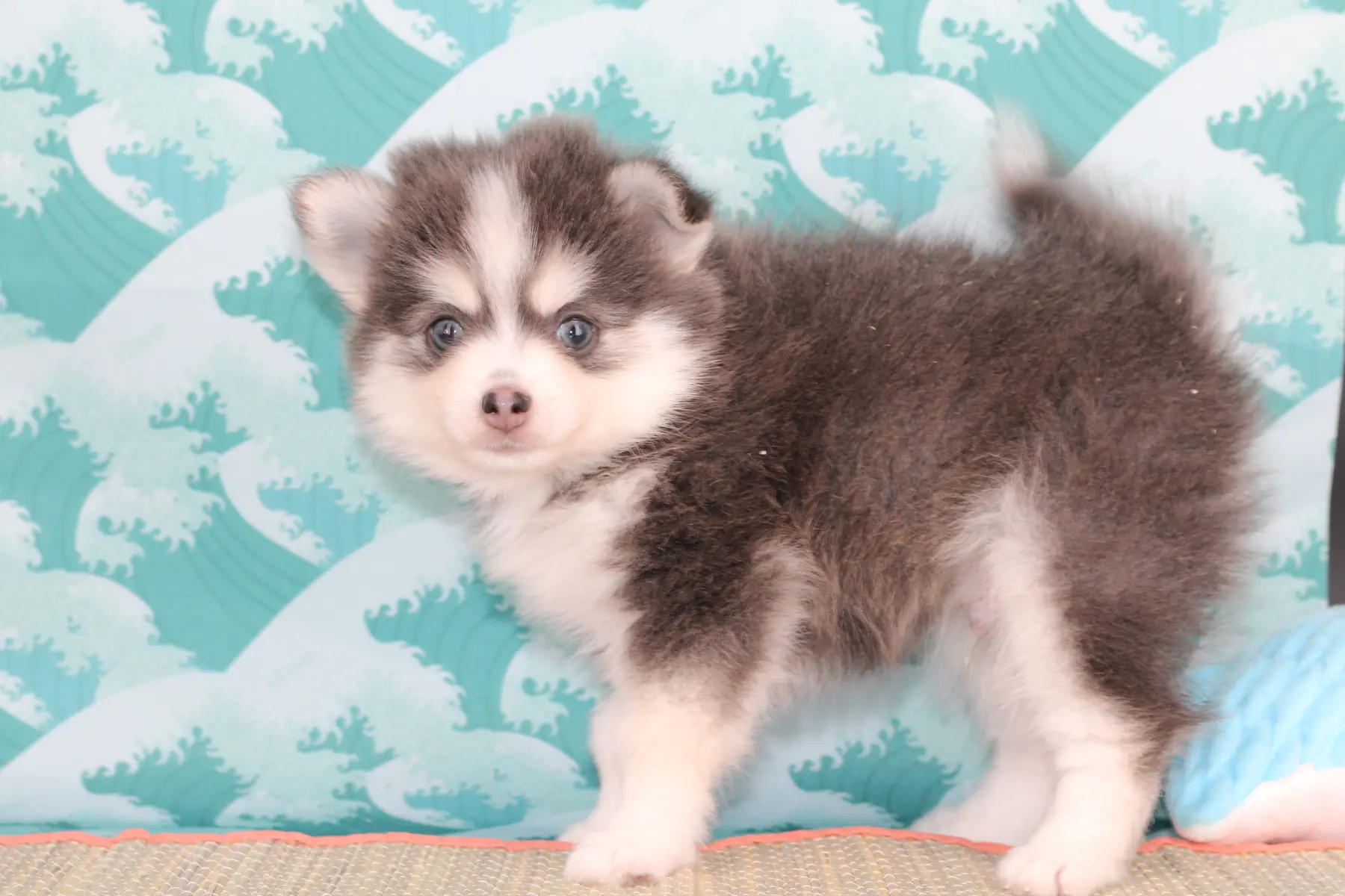 SKY BLUE, chiot Pomsky Royal POMSKY - photo 2