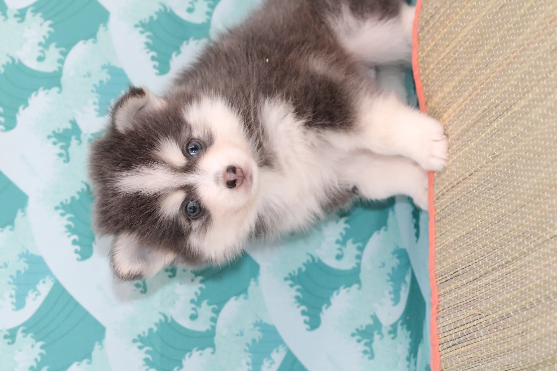 SKY BLUE, chiot Pomsky Royal POMSKY - photo 3