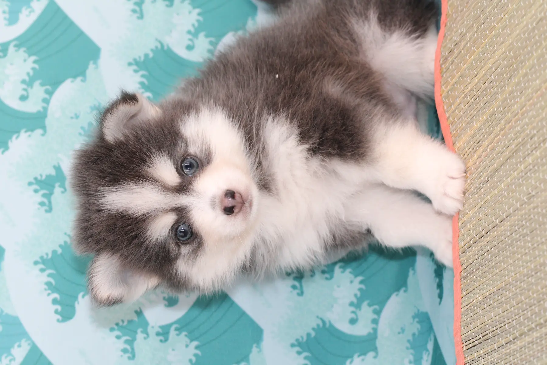 SKY BLUE, chiot Pomsky Royal POMSKY - photo 4