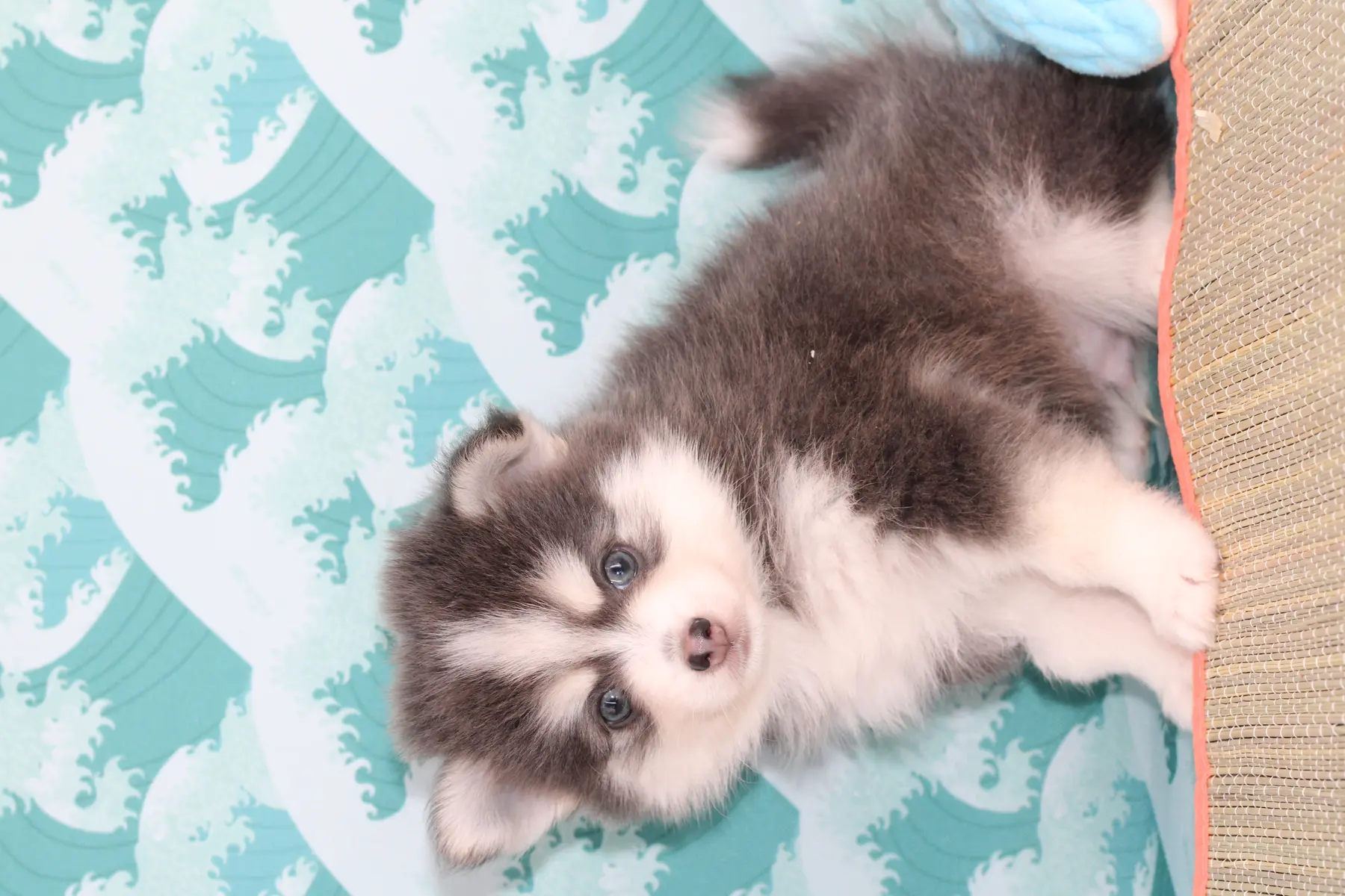 SKY BLUE, chiot Pomsky Royal POMSKY - photo 5
