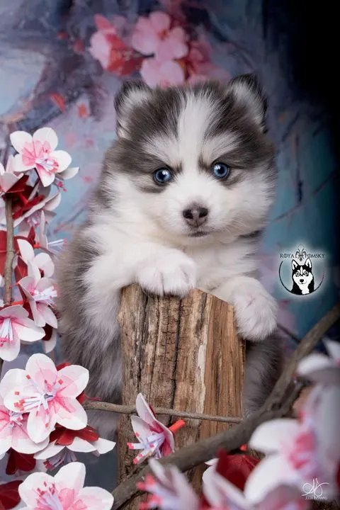 BALTO, chiot Pomsky Royal POMSKY - photo 1