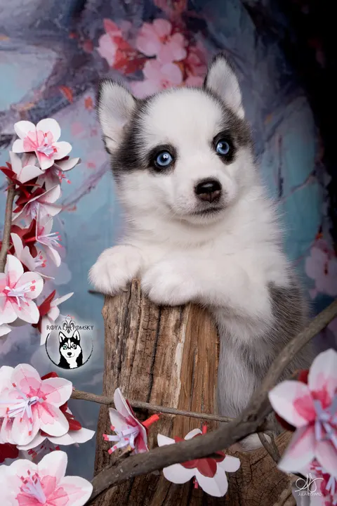 LUMA, chiot Pomsky Royal POMSKY - photo 1