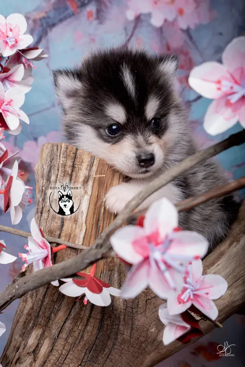 RÉMUS, chiot Pomsky Royal POMSKY - photo 1