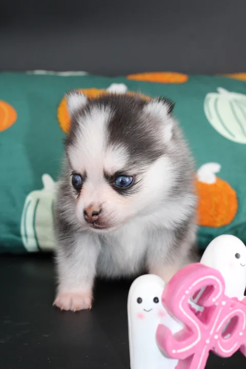 Luna, femelle Pomsky Toy-micro F4 grise, noire et blanche, assise chez Royal POMSKY