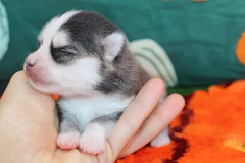 LUNA, chiot Pomsky Royal POMSKY - photo 2