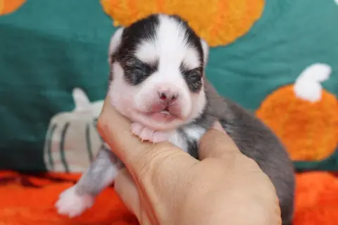 LUNA, chiot Pomsky Royal POMSKY - photo 1