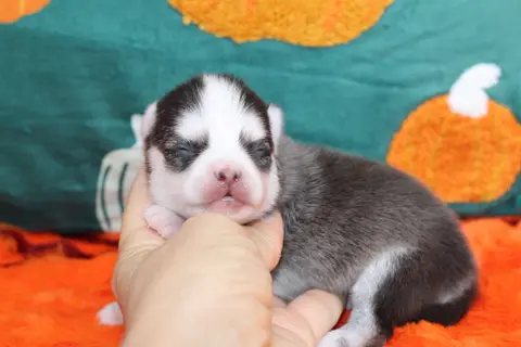LUNA, chiot Pomsky Royal POMSKY - photo 3