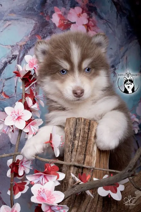 ORION, chiot Pomsky Royal POMSKY - photo 1