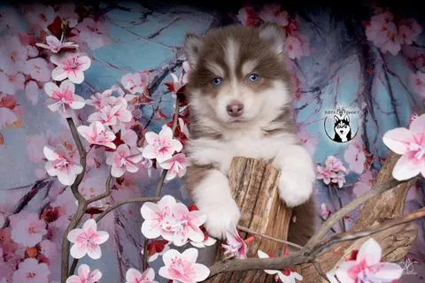 ORION, chiot Pomsky Royal POMSKY - photo 2