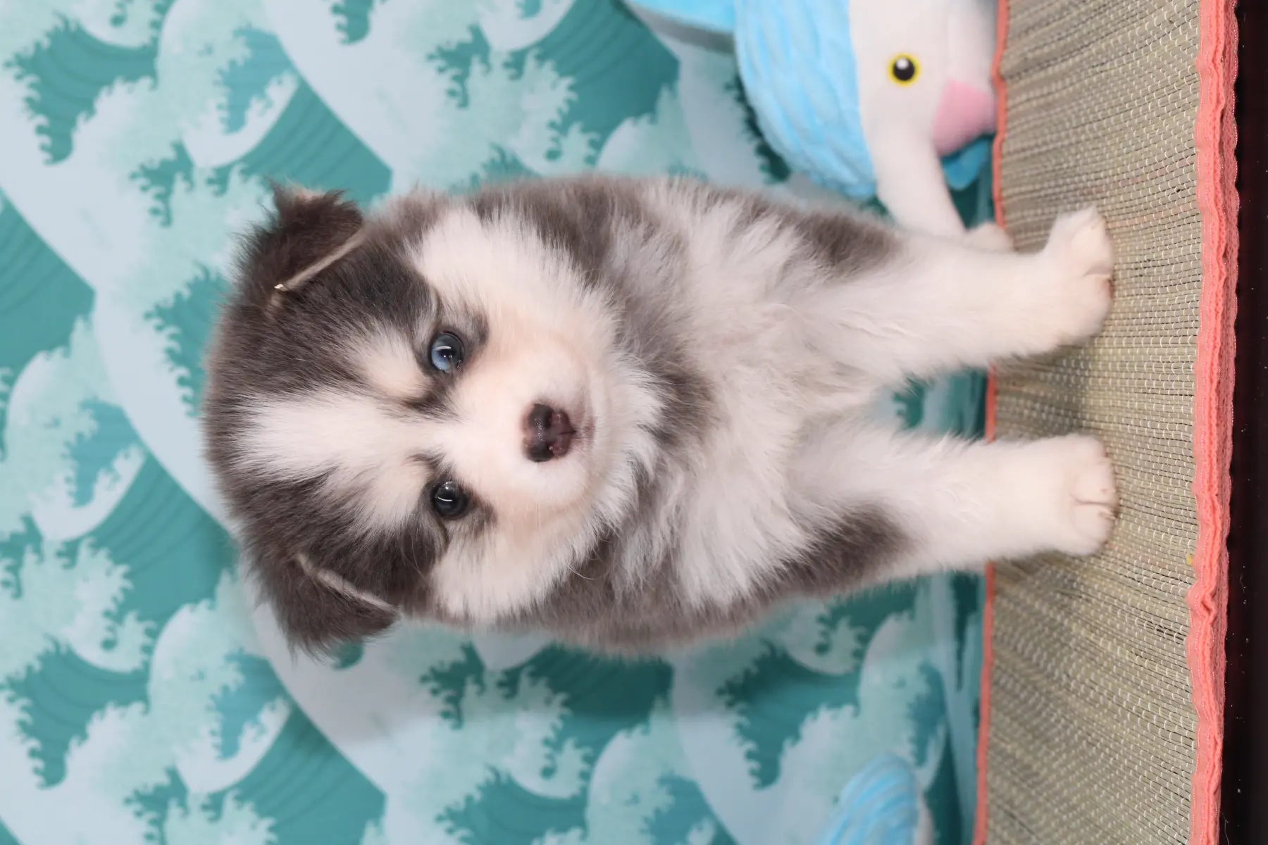 AKI BLUE, chiot Pomsky Royal POMSKY - photo 1