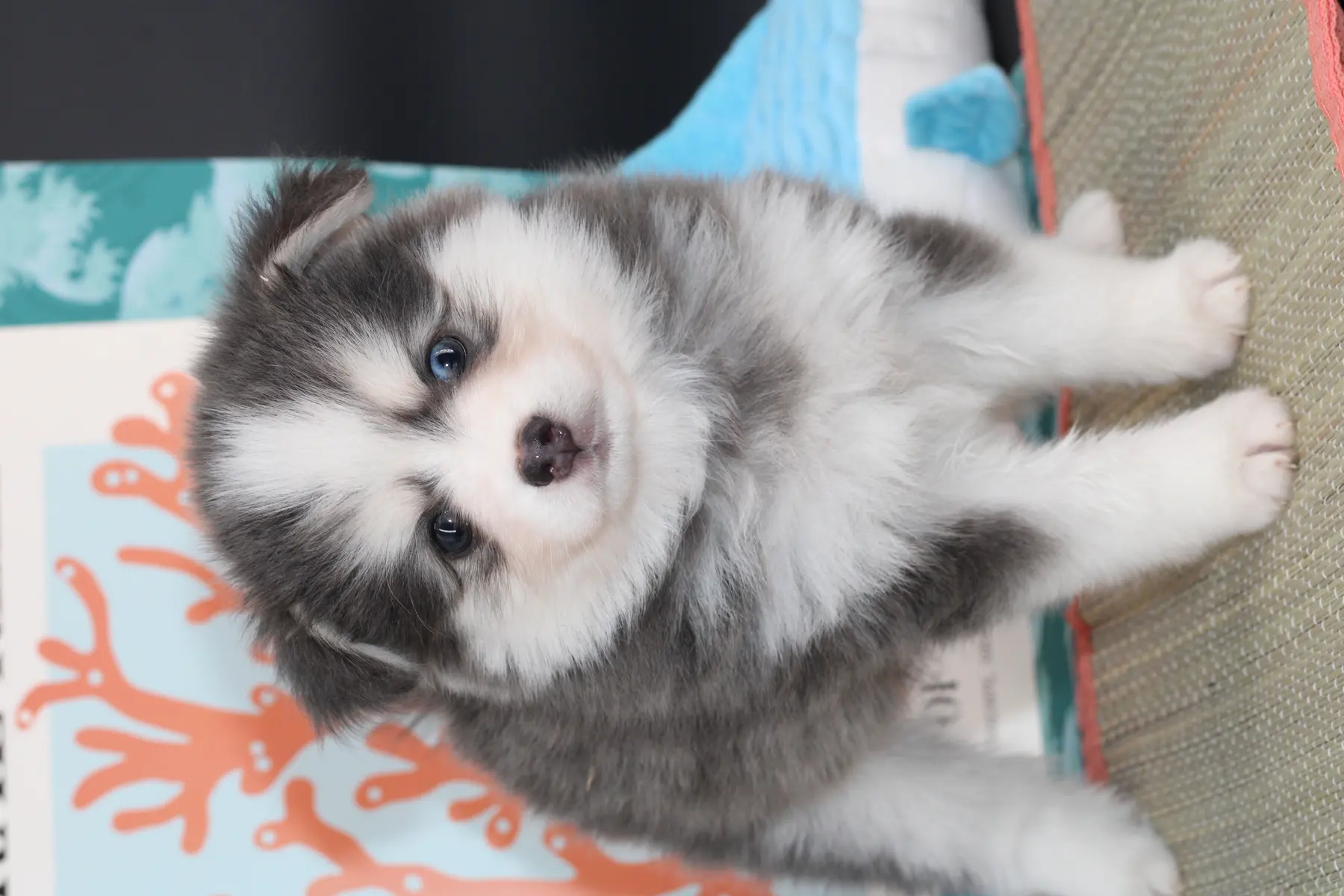 AKI BLUE, chiot Pomsky Royal POMSKY - photo 2