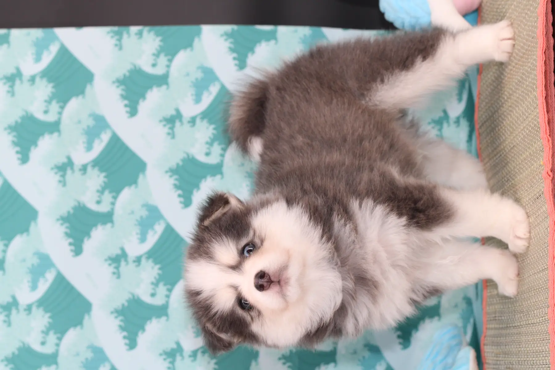 AKI BLUE, chiot Pomsky Royal POMSKY - photo 3