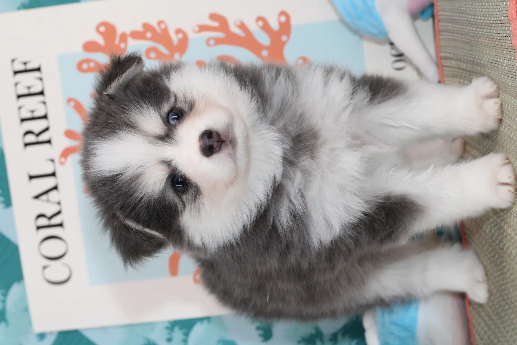 AKI BLUE, chiot Pomsky Royal POMSKY - photo 4