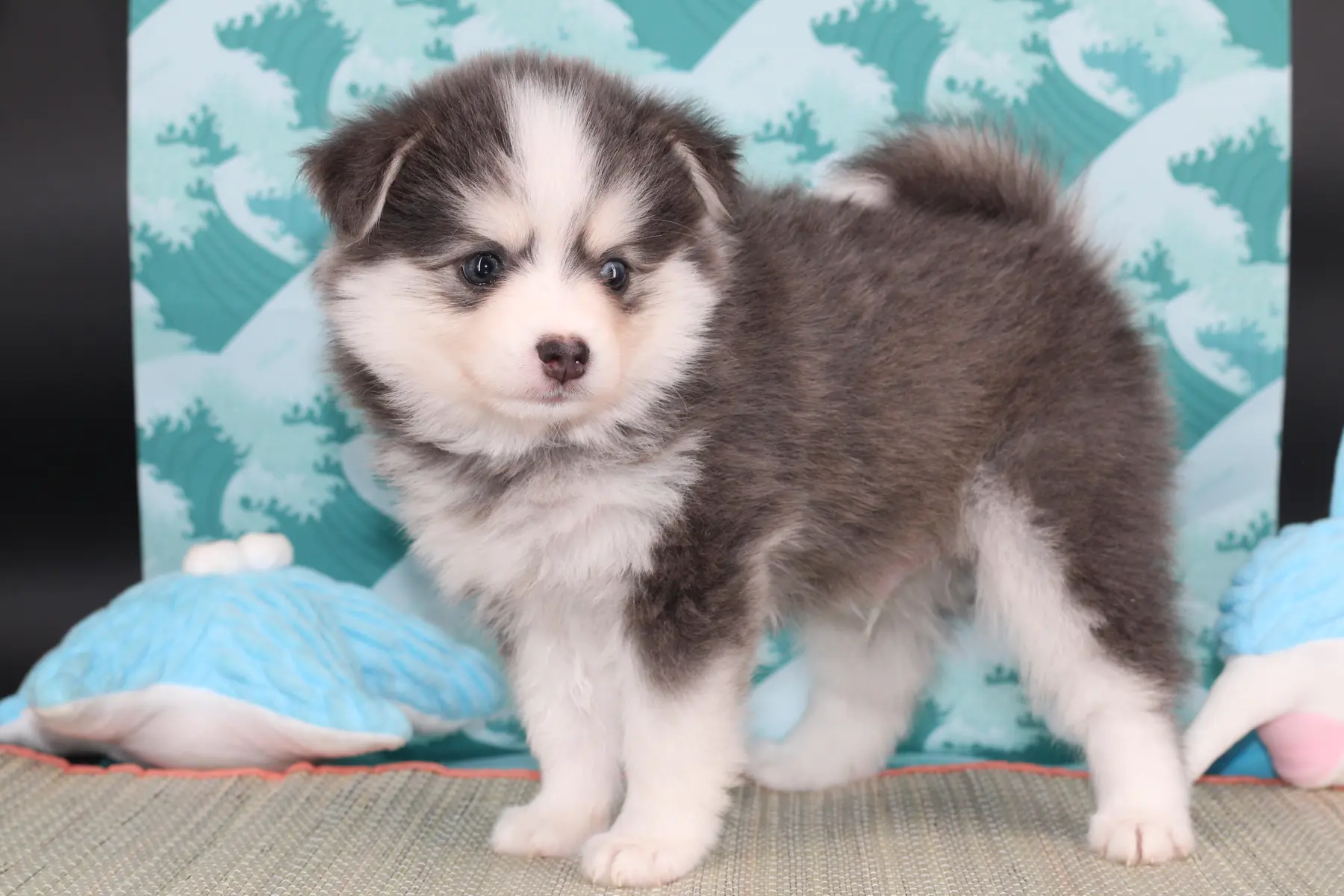 AKI BLUE, chiot Pomsky Royal POMSKY - photo 5