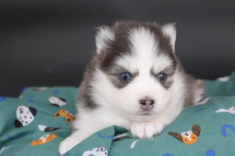 BALTO, chiot Pomsky Royal POMSKY - photo 3