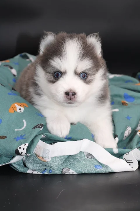 BALTO, chiot Pomsky Royal POMSKY - photo 1