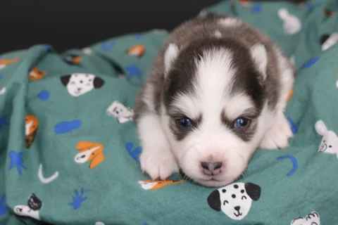 BALTO, chiot Pomsky Royal POMSKY - photo 1