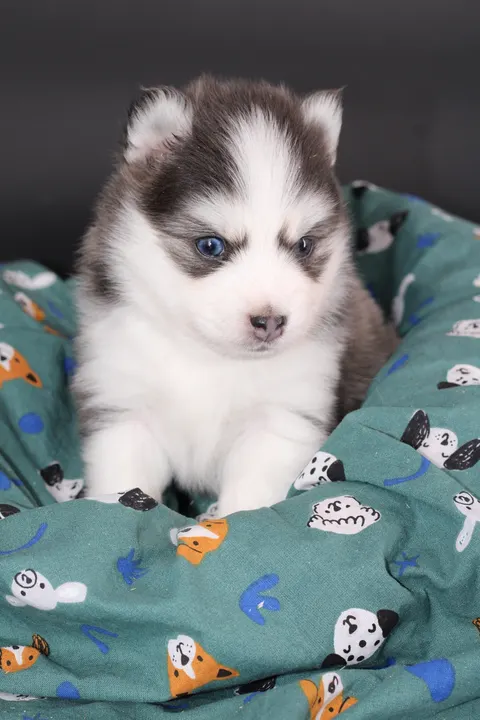 BALTO, chiot Pomsky Royal POMSKY - photo 4