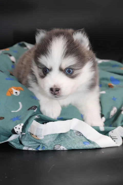 BALTO, chiot Pomsky Royal POMSKY - photo 2