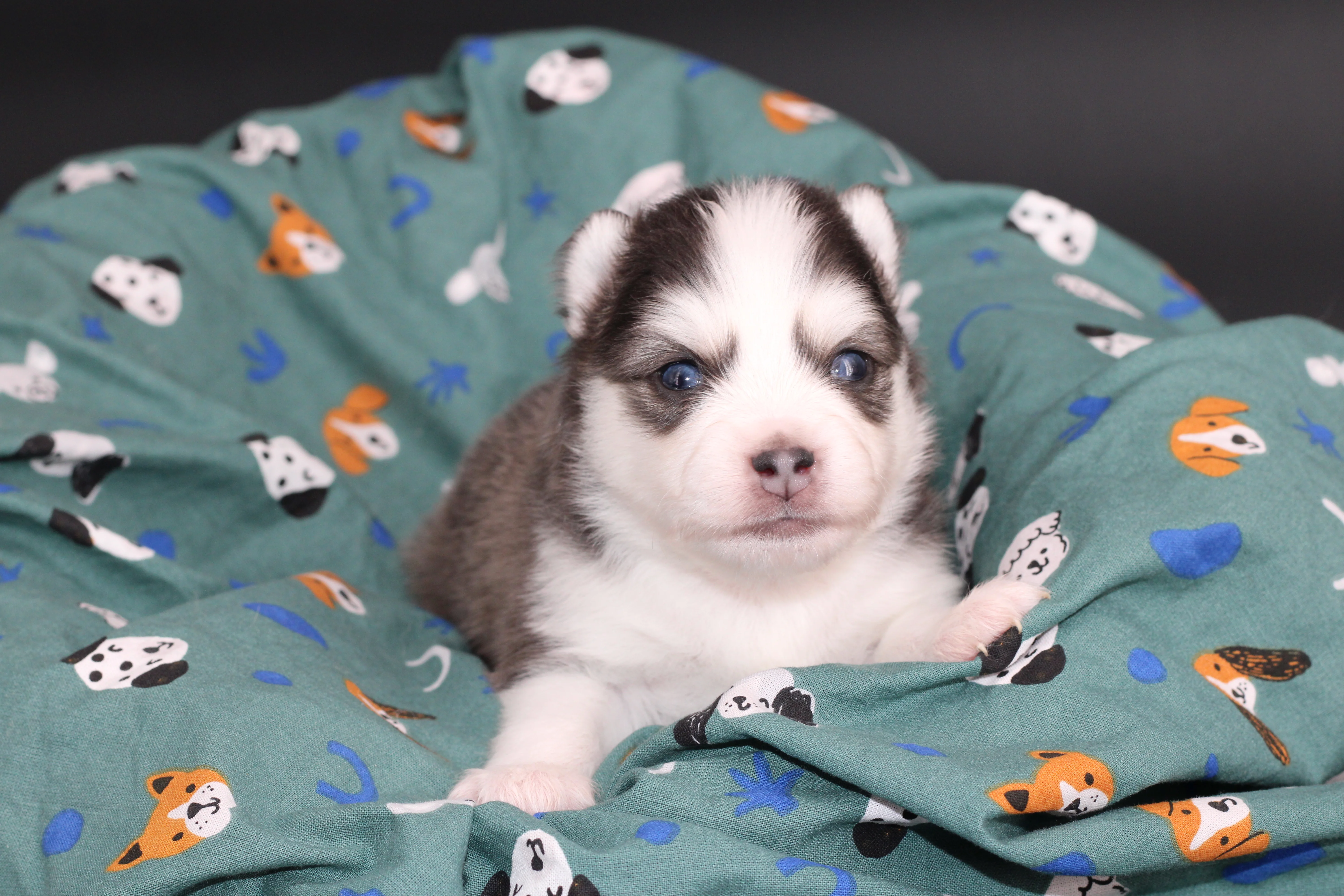 BALTO, chiot Pomsky Royal POMSKY - photo 2