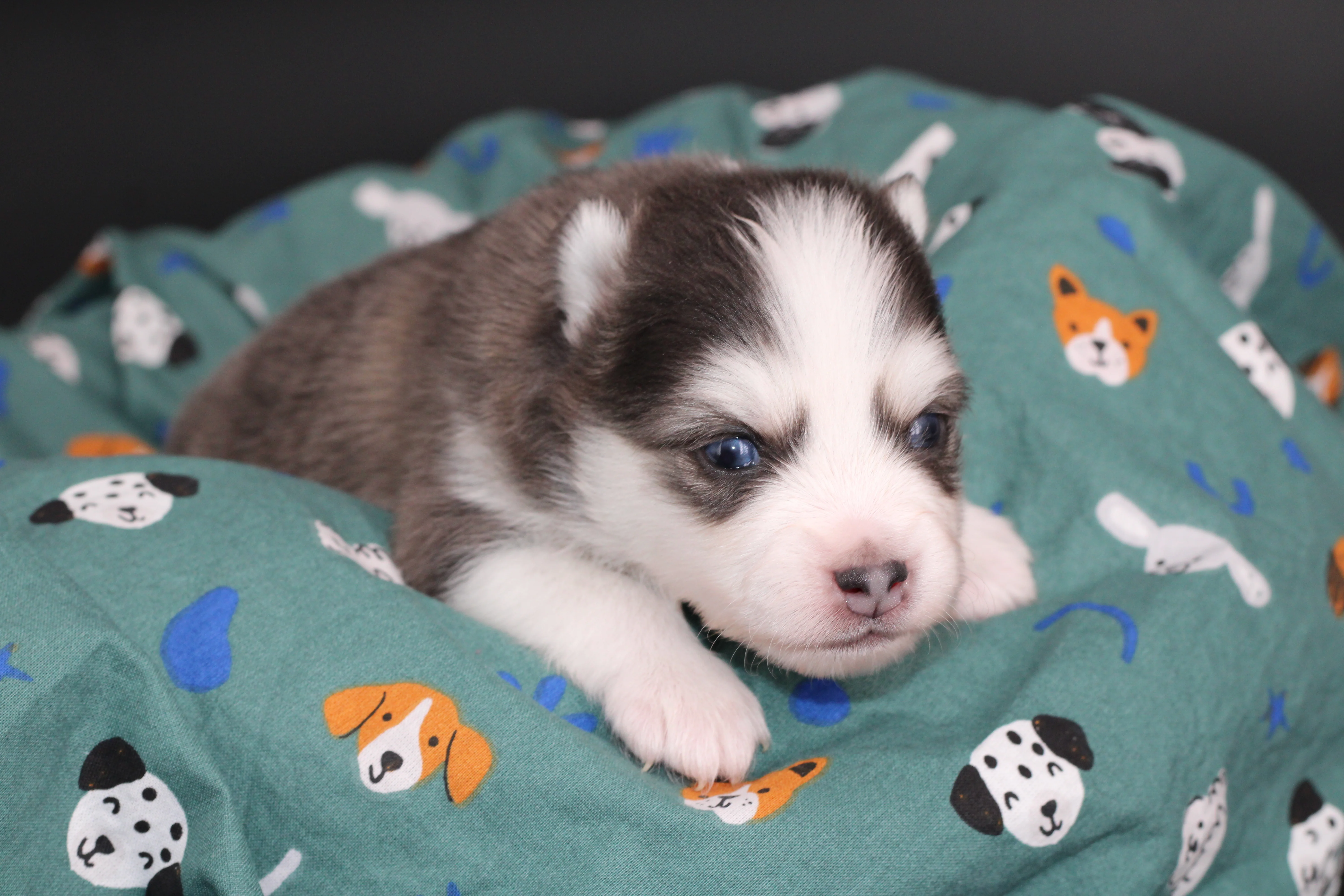 BALTO, chiot Pomsky Royal POMSKY - photo 3
