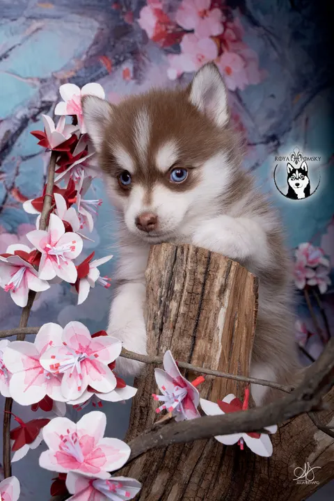 NAYA, chiot Pomsky Royal POMSKY - photo 1