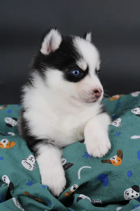 AÏKA, chiot Pomsky Royal POMSKY - photo 3