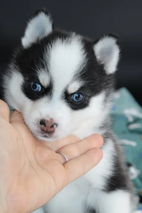 AÏKA, chiot Pomsky Royal POMSKY - photo 1