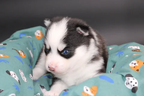 Image de la page Prix du Pomsky