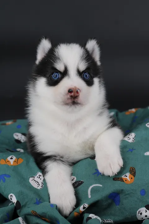AÏKA, chiot Pomsky Royal POMSKY - photo 4