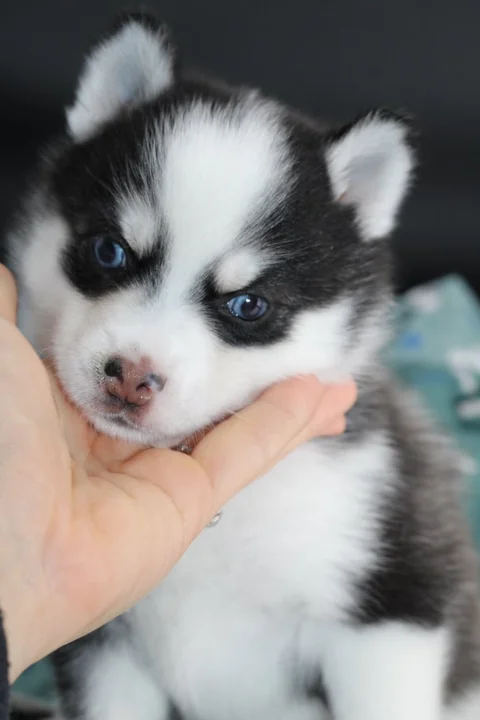 AÏKA, chiot Pomsky Royal POMSKY - photo 2