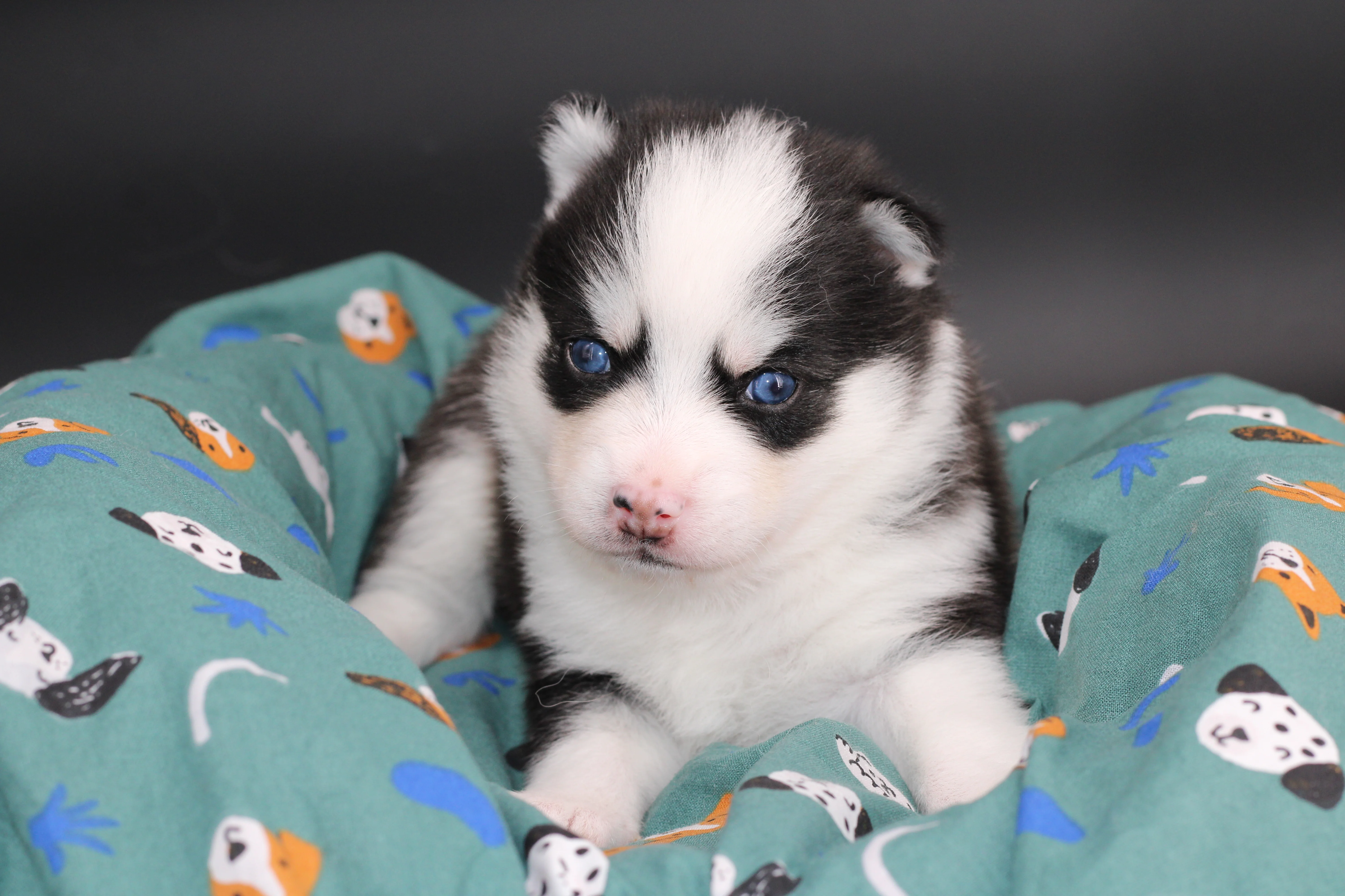 AÏKA, chiot Pomsky Royal POMSKY - photo 2
