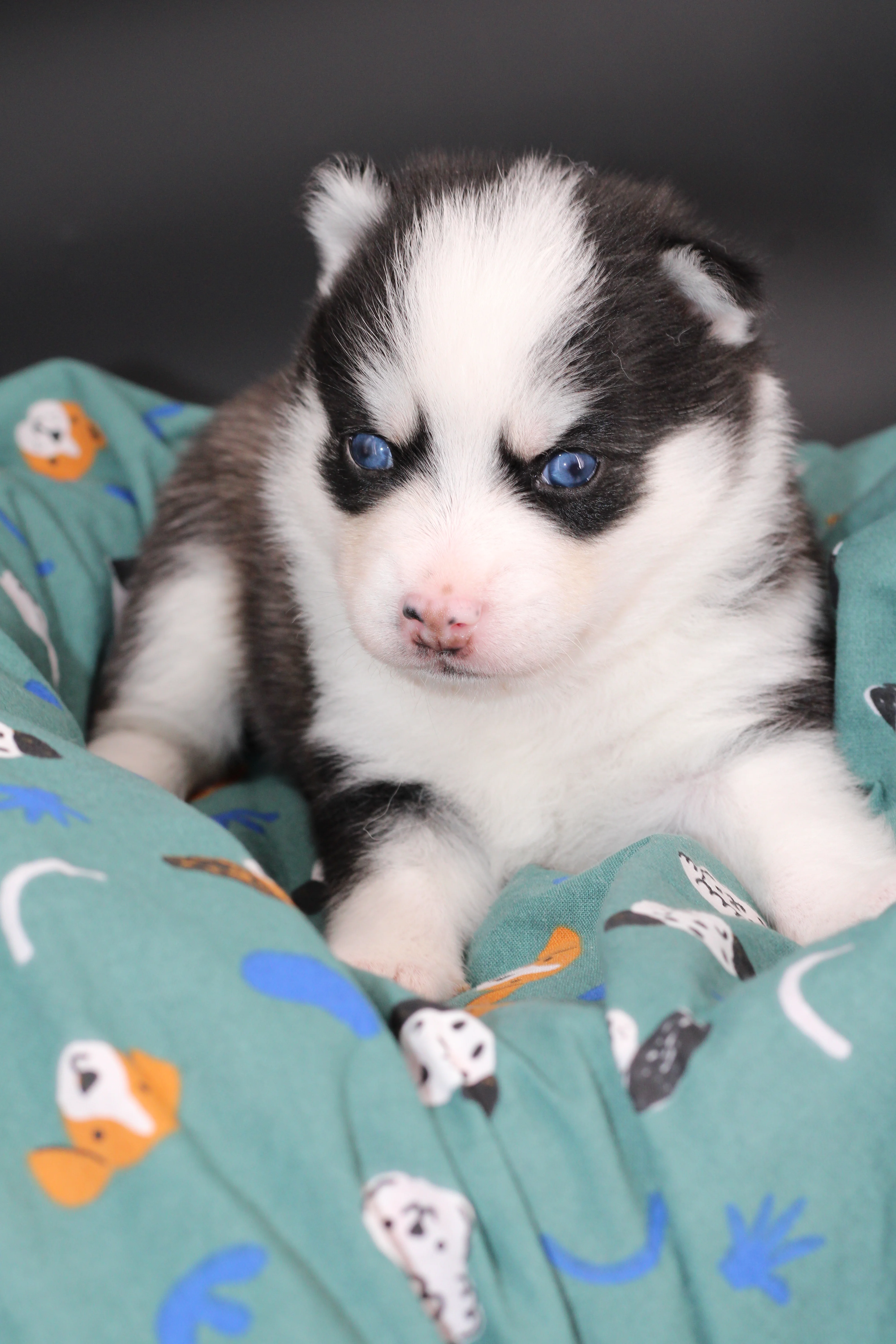 AÏKA, chiot Pomsky Royal POMSKY - photo 3