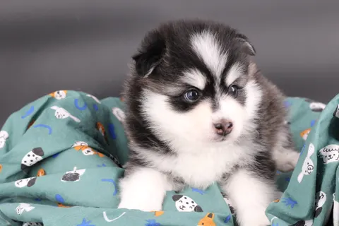 INUIT, chiot Pomsky Royal POMSKY - photo 1