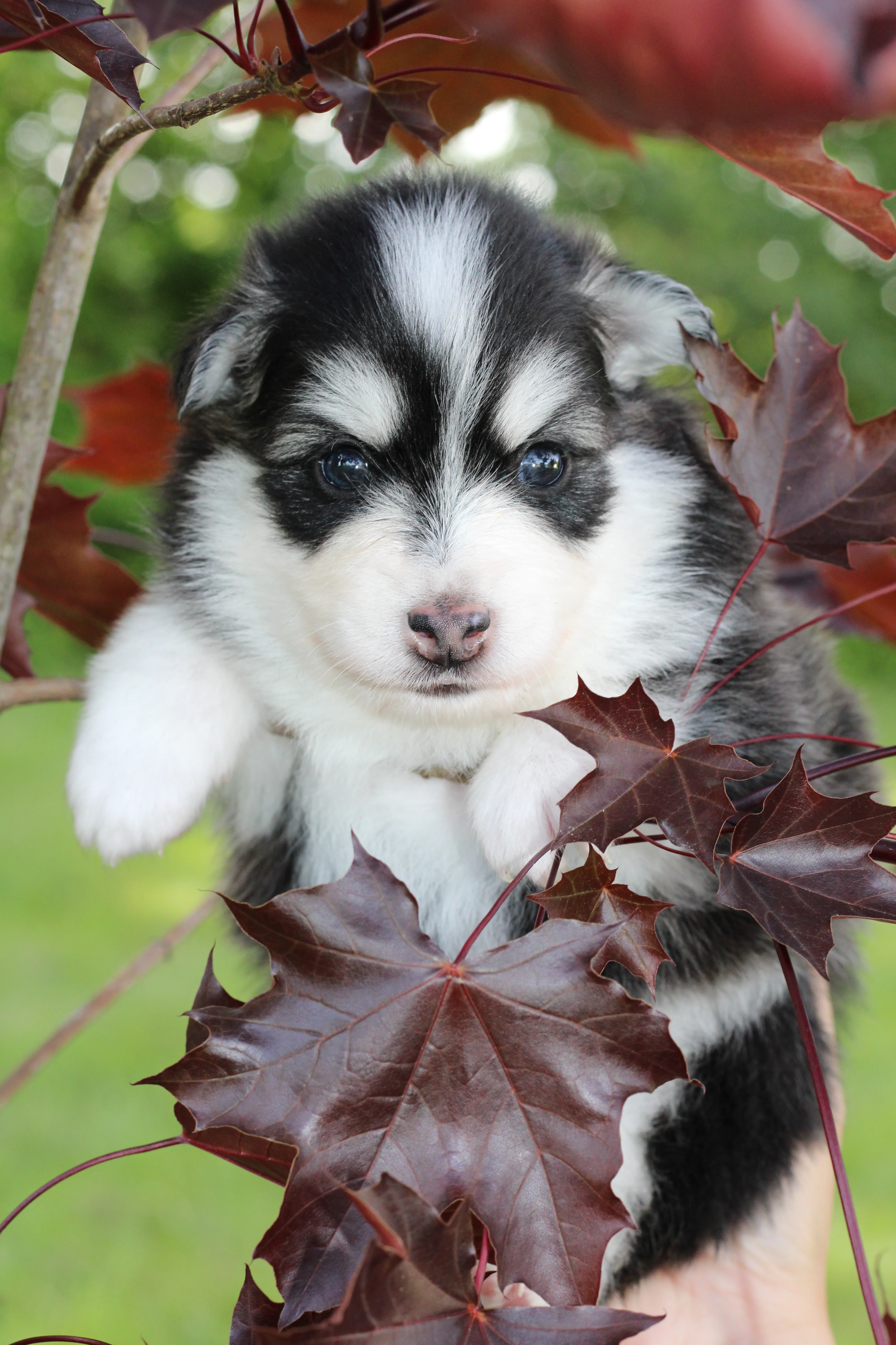 INUIT, chiot Pomsky Royal POMSKY - photo 2