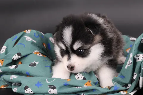 INUIT, chiot Pomsky Royal POMSKY - photo 3