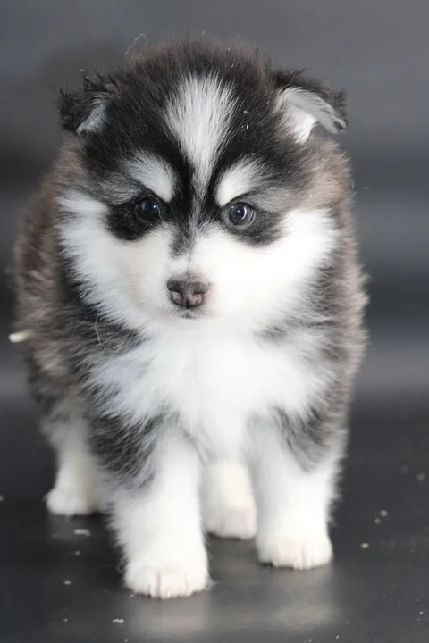 INUIT, chiot Pomsky Royal POMSKY - photo 1