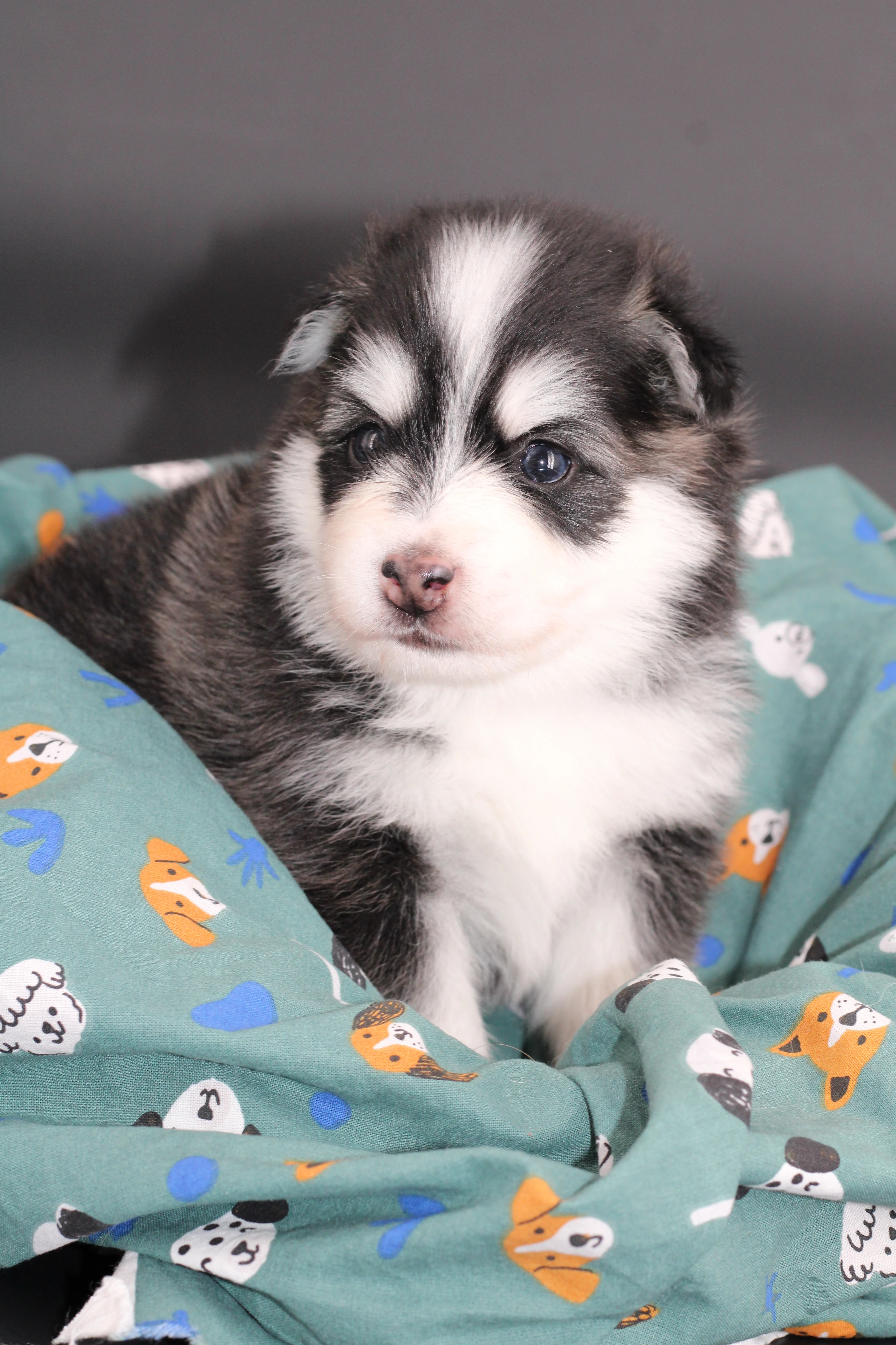 INUIT, chiot Pomsky Royal POMSKY - photo 3