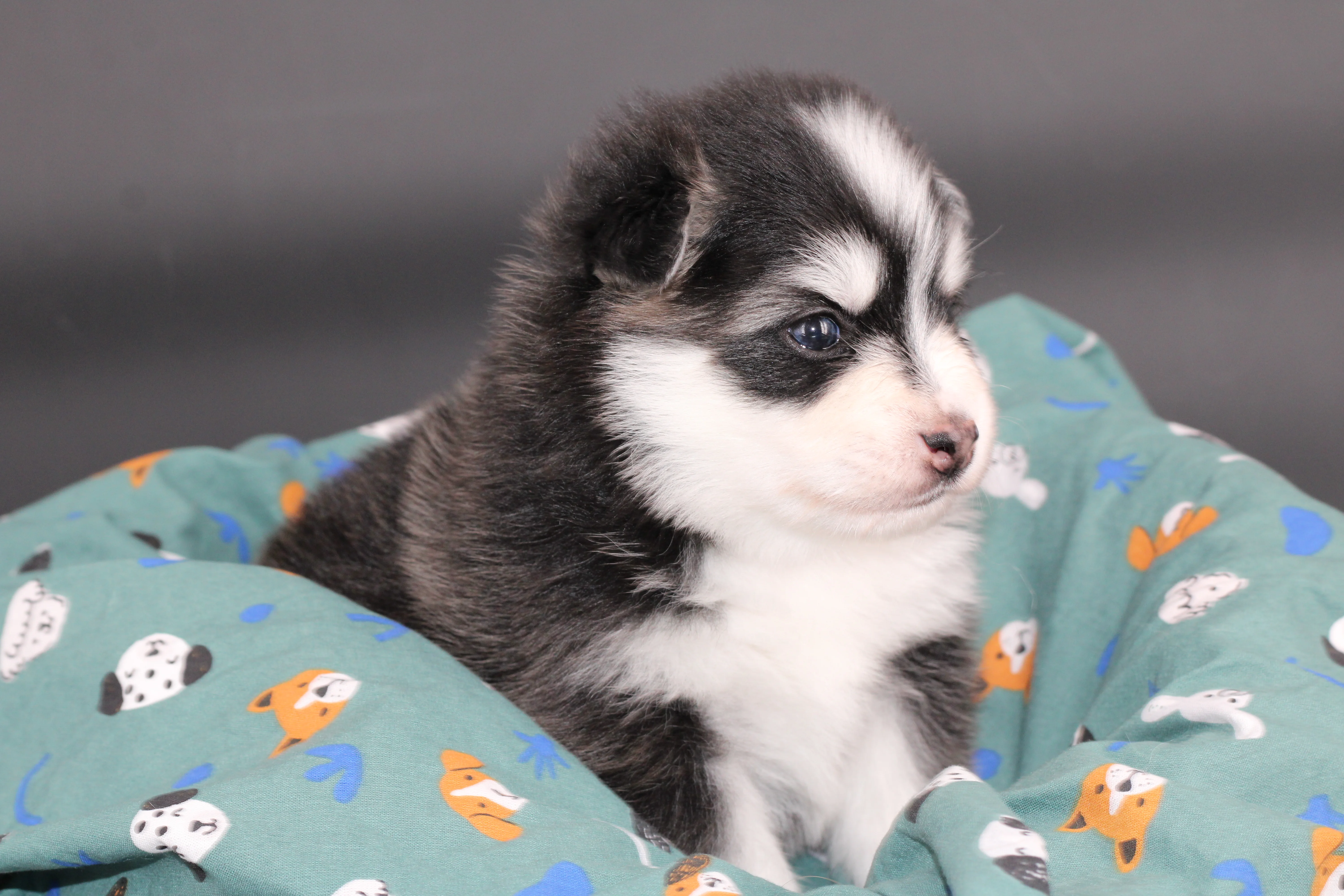 INUIT, chiot Pomsky Royal POMSKY - photo 4