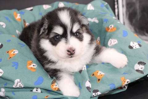 INUIT, chiot Pomsky Royal POMSKY - photo 1