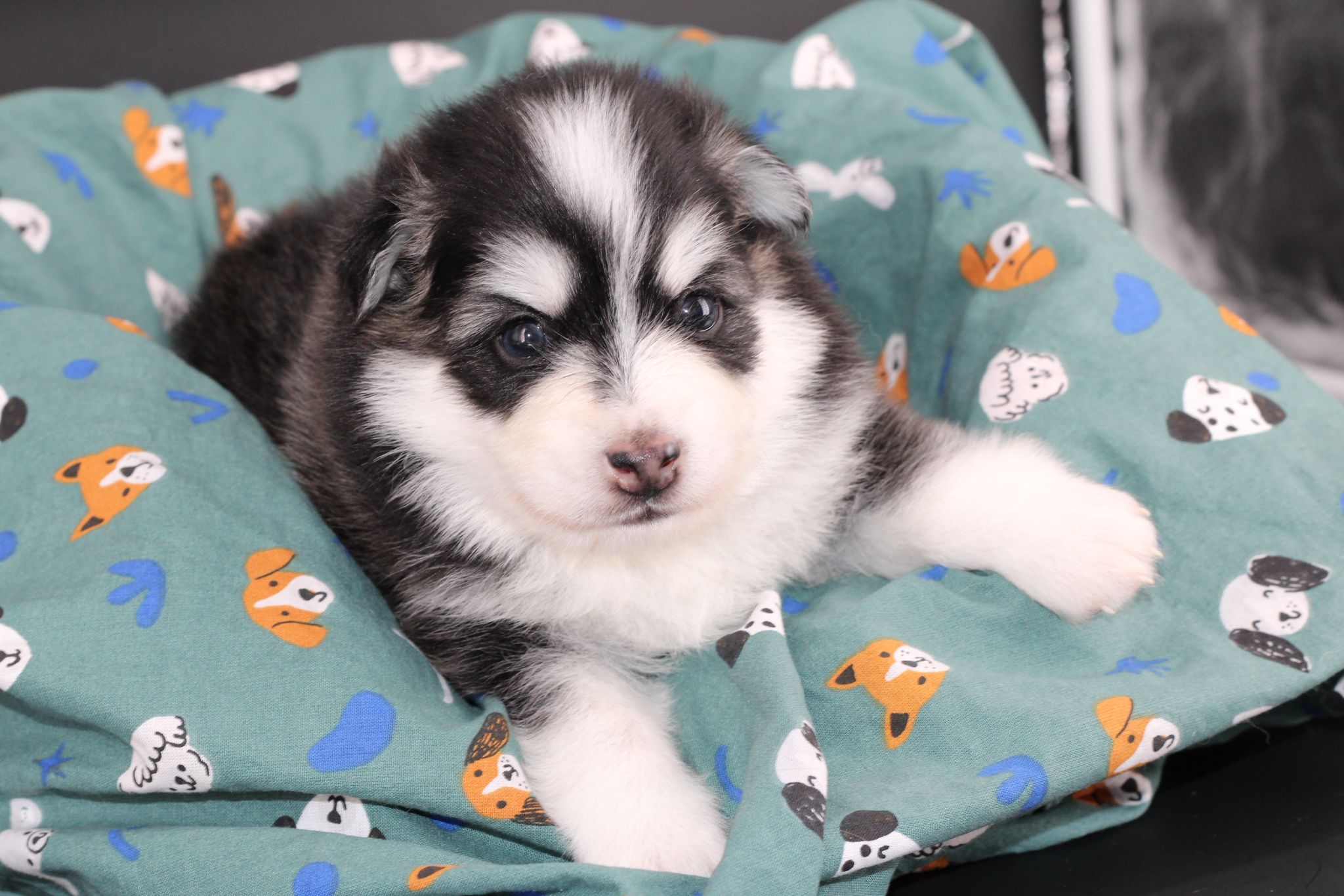INUIT, chiot Pomsky Royal POMSKY - photo 1